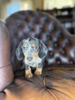 Shelby , a female Miniature Dachshund for sale in Stoutland, MO – 6 of 7