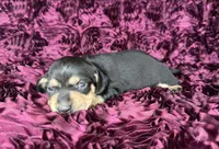 Ellie, a female Miniature Dachshund for sale in Stoutland, MO – 2 of 4