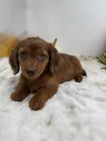 Rhett, a male Miniature Dachshund for sale in Stoutland, MO – 4 of 10