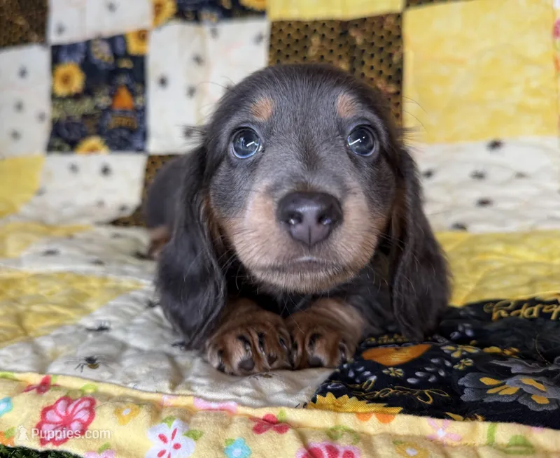 Echo – Miniature Dachshund puppy for sale in Stoutland, MO