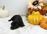 Noah, a male Miniature Dachshund for sale in Stoutland, MO – 2 of 4