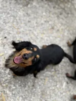 Dixie, a female Miniature Dachshund for sale in Stoutland, MO – 4 of 5