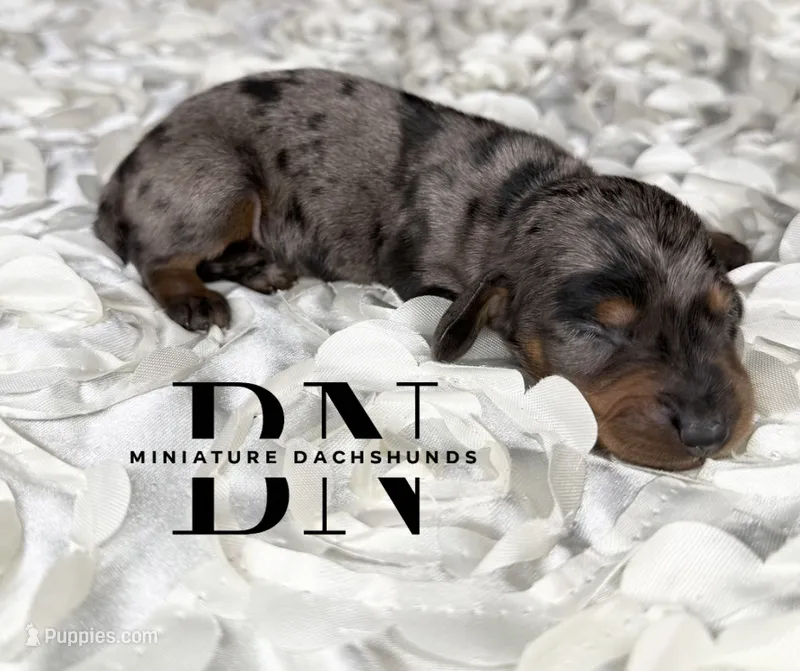 Ali – Miniature Dachshund puppy for sale in Stoutland, MO