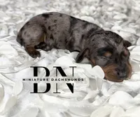 Ali, a female Miniature Dachshund for sale in Stoutland, MO – 1 of 4