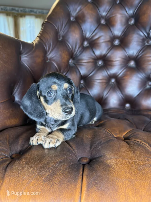 Cashew – Miniature Dachshund puppy for sale in Stoutland, MO
