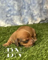 Copper, a male Miniature Dachshund for sale in Stoutland, MO – 3 of 5