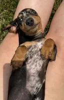 Shelby , a female Miniature Dachshund for sale in Stoutland, MO – 3 of 6