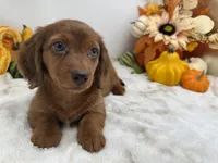 Rhett, a male Miniature Dachshund for sale in Stoutland, MO – 9 of 10