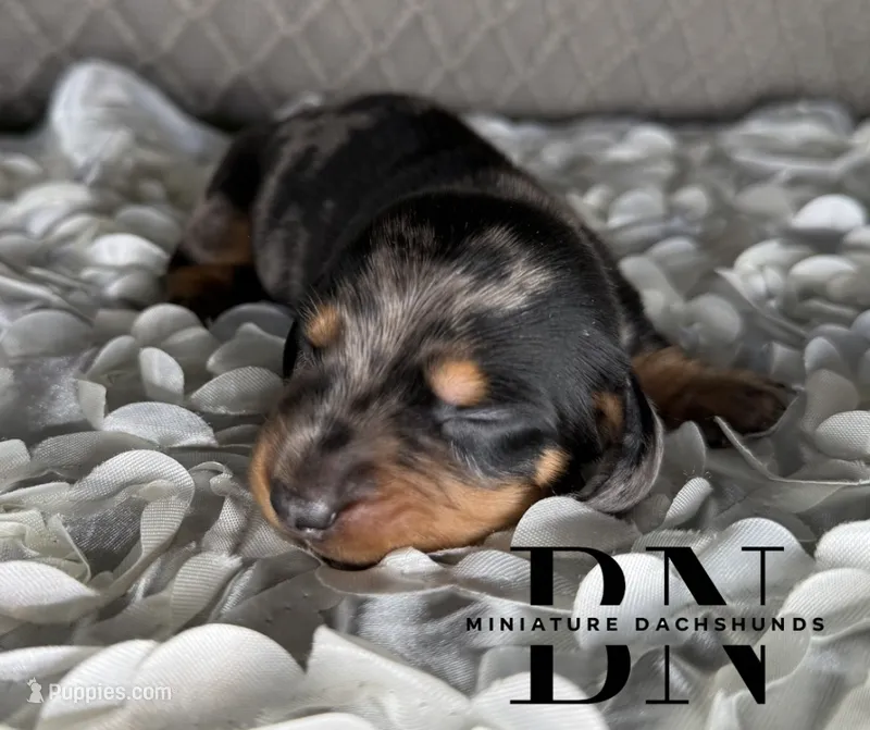 Vin – Miniature Dachshund puppy for sale in Stoutland, MO