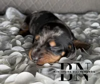Vin, a male Miniature Dachshund for sale in Stoutland, MO – 1 of 5