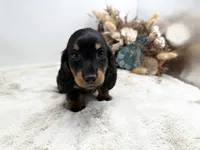 Opal, a female Dachshund for sale in Stoutland, MO – 2 of 7