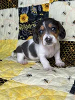 Cera, a female Miniature Dachshund for sale in Stoutland, MO – 6 of 8