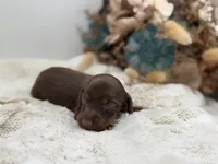 Ron, a male Dachshund for sale in Stoutland, MO – 1 of 4