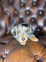 Merle, a male Miniature Dachshund for sale in Stoutland, MO – 4 of 8