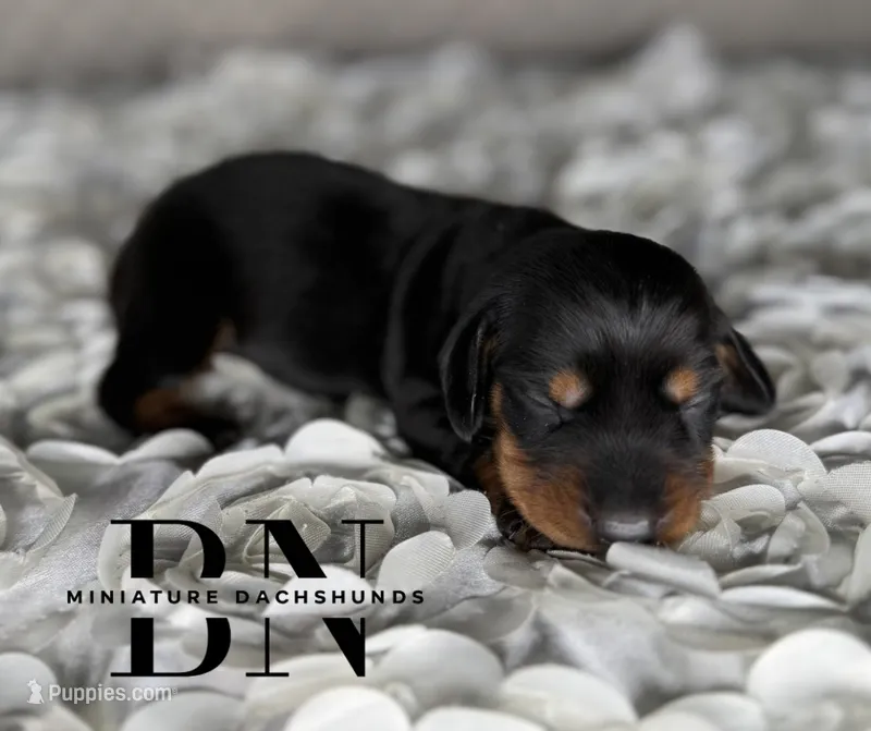Lexus – Miniature Dachshund puppy for sale in Stoutland, MO