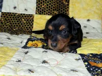 Littlefoot, a male Miniature Dachshund for sale in Stoutland, MO – 6 of 7