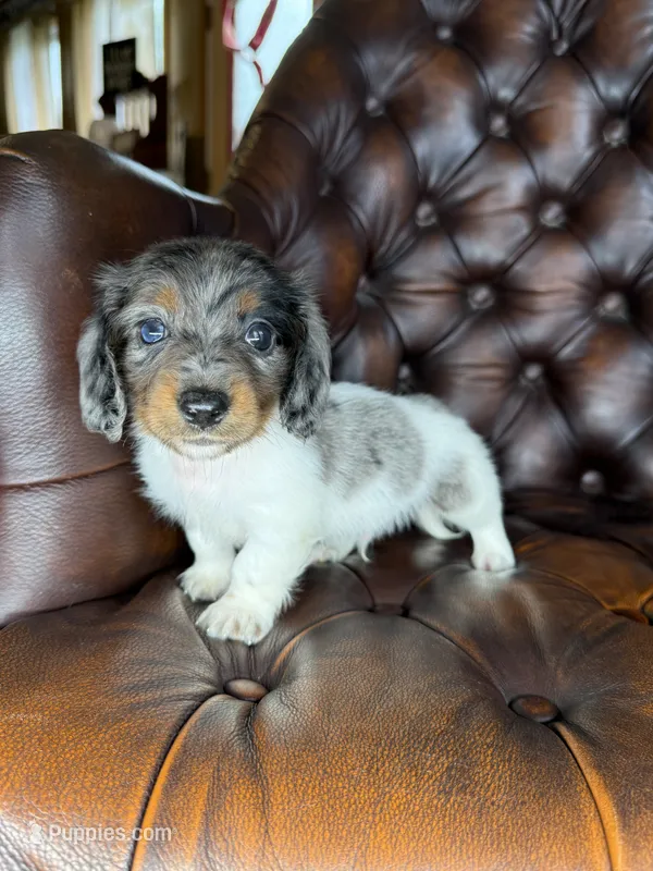 Chomper – Miniature Dachshund puppy for sale in Stoutland, MO