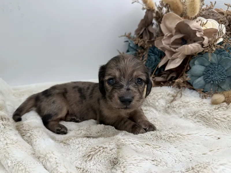 Jasmine – Dachshund puppy for sale in Stoutland, MO