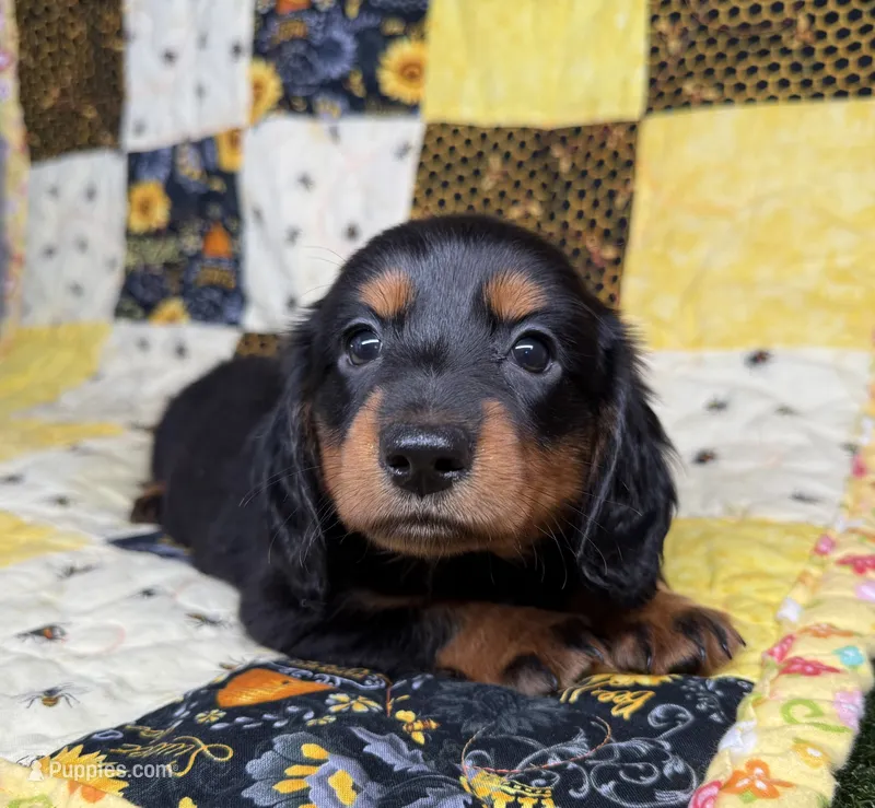 Archer – Miniature Dachshund puppy for sale in Stoutland, MO