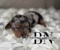 Merle, a male Miniature Dachshund for sale in Stoutland, MO – 3 of 6