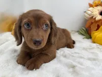 Rhett, a male Miniature Dachshund for sale in Stoutland, MO – 10 of 10