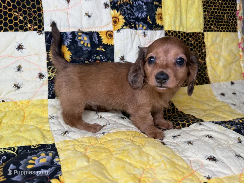 Rusty – Miniature Dachshund puppy for sale in Stoutland, MO