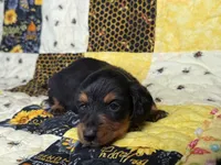 Littlefoot, a male Miniature Dachshund for sale in Stoutland, MO – 2 of 7