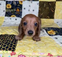 Copper, a male Miniature Dachshund for sale in Stoutland, MO – 9 of 9