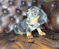 Shelby , a female Miniature Dachshund for sale in Stoutland, MO – 5 of 7