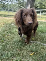 JJ (AKC), a male Dachshund for sale in Stoutland, MO – 4 of 7