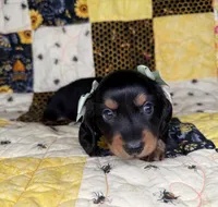 Dolly, a female Miniature Dachshund for sale in Stoutland, MO – 3 of 10
