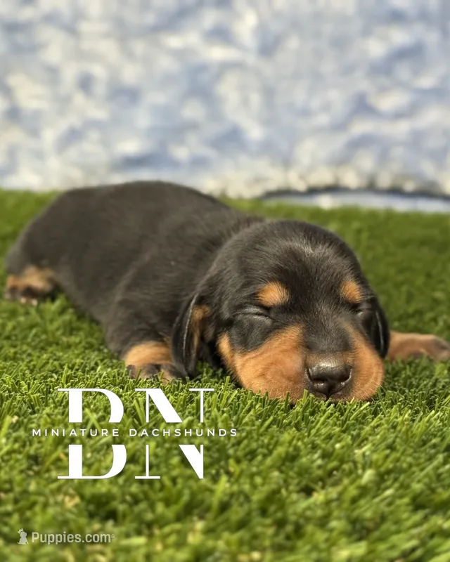 Astro – Miniature Dachshund puppy for sale in Stoutland, MO