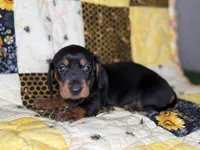 Lexus, a female Miniature Dachshund for sale in Stoutland, MO – 3 of 4