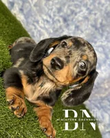 Pez, a male Miniature Dachshund for sale in Stoutland, MO – 5 of 7