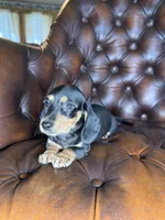 Cashew, a male Miniature Dachshund for sale in Stoutland, MO – 7 of 8