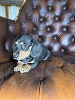 Cashew, a male Miniature Dachshund for sale in Stoutland, MO – 6 of 8