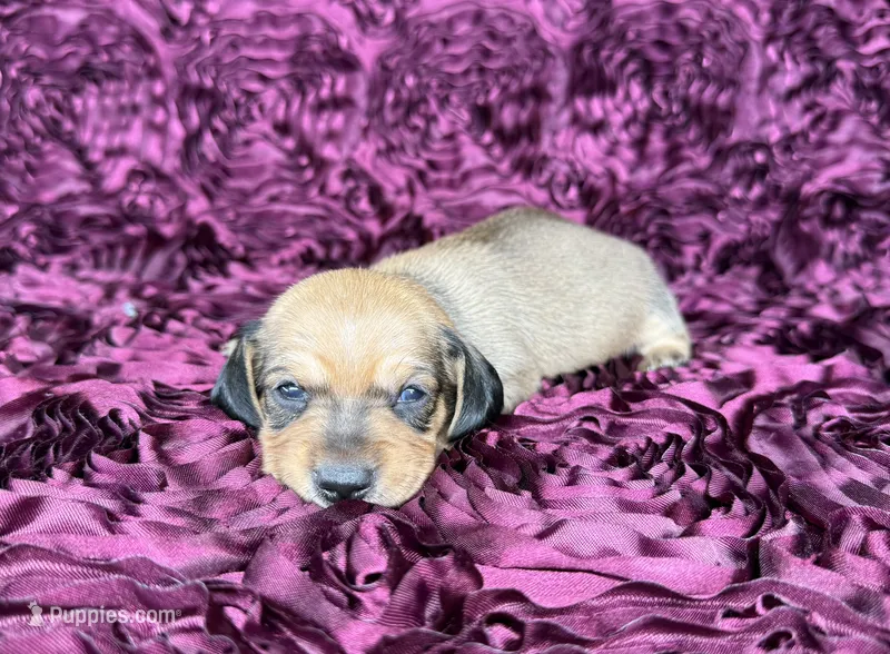 Peaches – Miniature Dachshund puppy for sale in Stoutland, MO