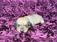 Peaches, a female Miniature Dachshund for sale in Stoutland, MO – 1 of 4