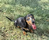Shelby , a female Miniature Dachshund for sale in Stoutland, MO – 5 of 6
