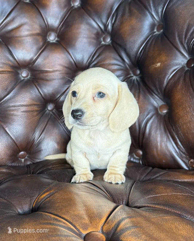 Butters – Miniature Dachshund puppy for sale in Stoutland, MO