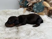 Ranger, a male Dachshund for sale in Stoutland, MO – 3 of 4