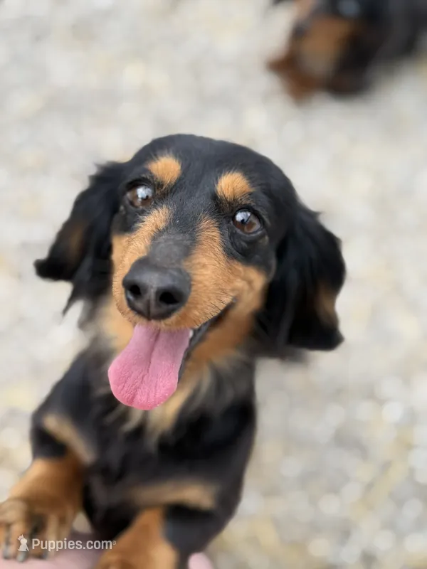 Dixie – Miniature Dachshund puppy for sale in Stoutland, MO