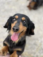 Dixie, a female Miniature Dachshund for sale in Stoutland, MO – 1 of 5