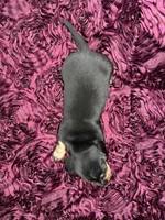 Cashew, a male Miniature Dachshund for sale in Stoutland, MO – 4 of 4