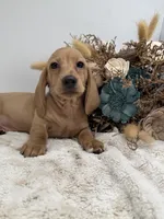 Goldie, a female Dachshund for sale in Stoutland, MO – 2 of 7