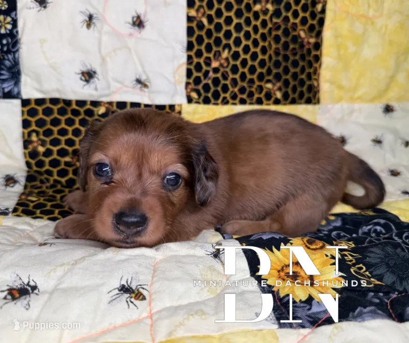 Rusty – Miniature Dachshund puppy for sale in Stoutland, MO