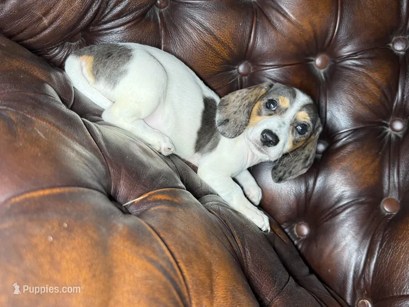 Ducky – Miniature Dachshund puppy for sale in Stoutland, MO