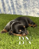 Archer, a male Miniature Dachshund for sale in Stoutland, MO – 5 of 6