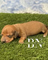 Copper, a male Miniature Dachshund for sale in Stoutland, MO – 2 of 5
