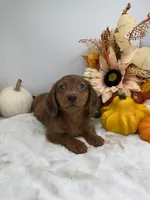 Rhett, a male Miniature Dachshund for sale in Stoutland, MO – 3 of 10